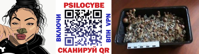 Псилоцибиновые грибы Cubensis  где можно купить наркотик  Знаменск 